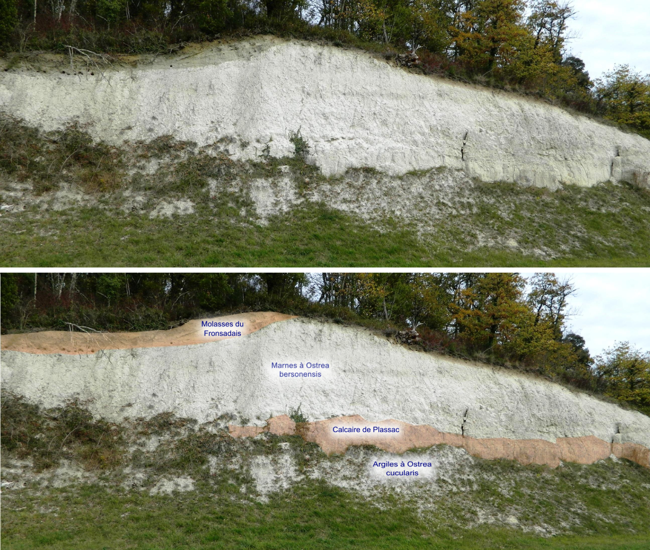 Figure 1 - Affleurement des formations de Plassac et des Molasses du Fronsadais au Bois de Barbe