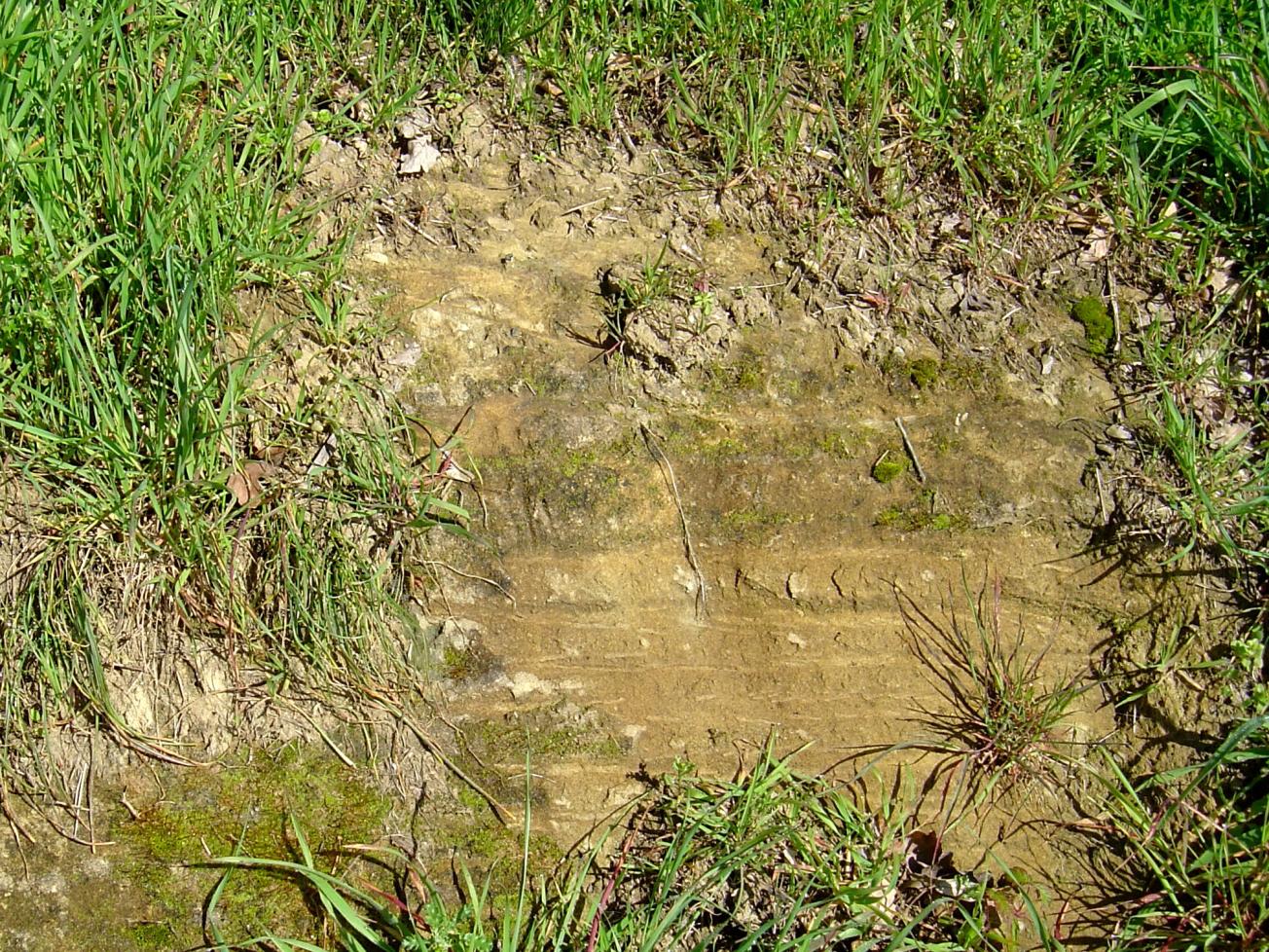 Figure 2 - Détail d'un talus gréseux, près de Gal de Cambes (Platel JP., 2014)