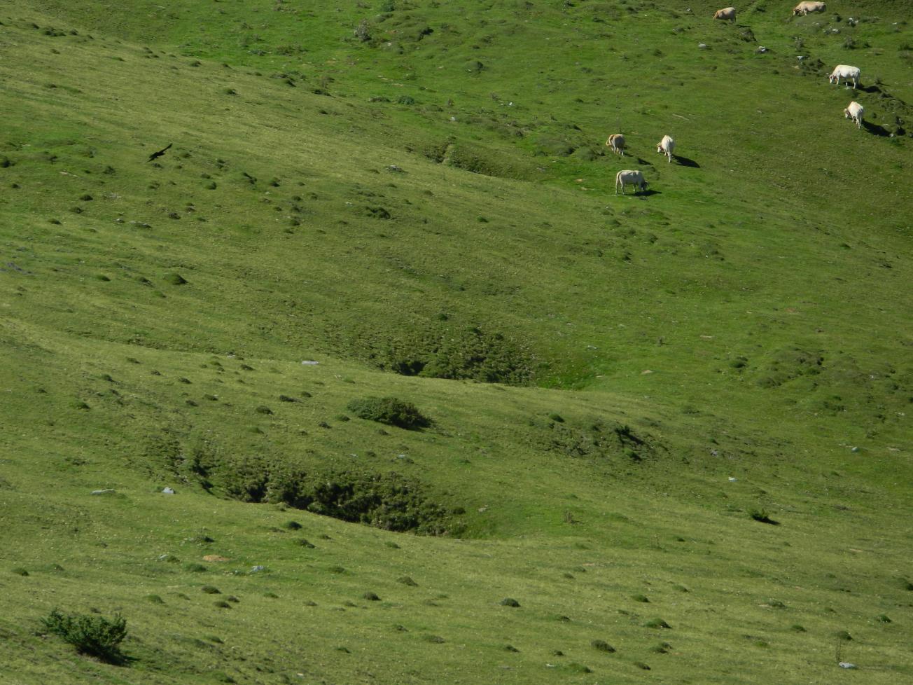 Figure 2 - Dolines alignées sur le plateau de Jaut (Gutierrez T., 2013)