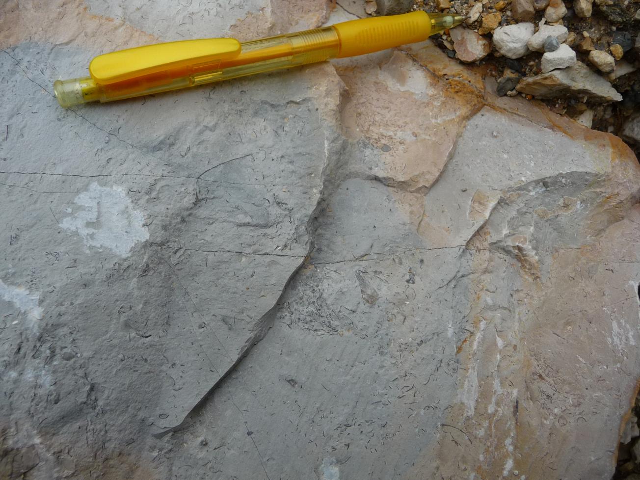 Figure 2 - Faciès des calcaires argileux à Nanogyra virgula du Kimméridgien supérieur (Platel JP., 2013)