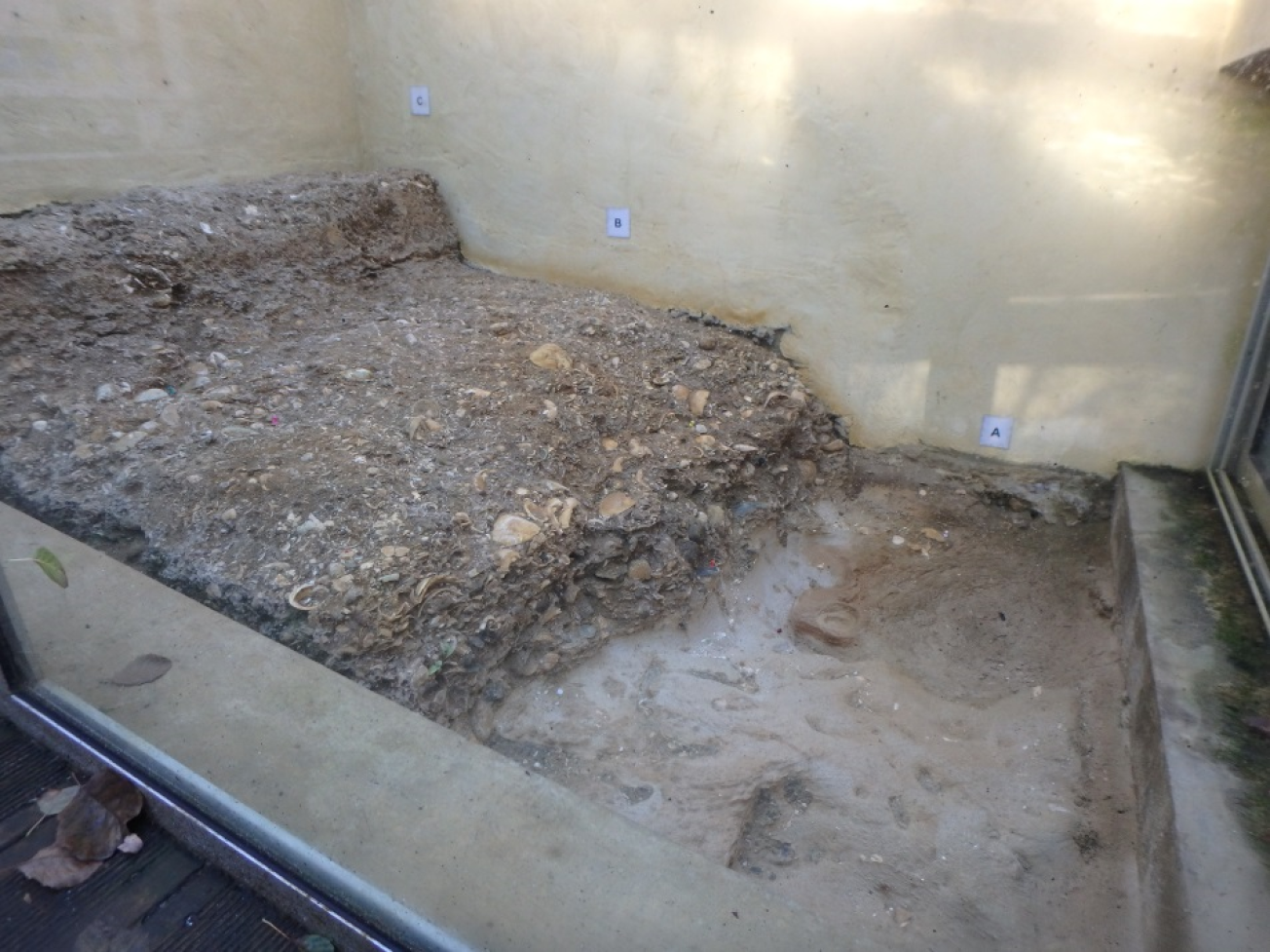 Figure 2 - Faluns à Megacardita jouanneti de Lassime (©Bourbon P., 2017)