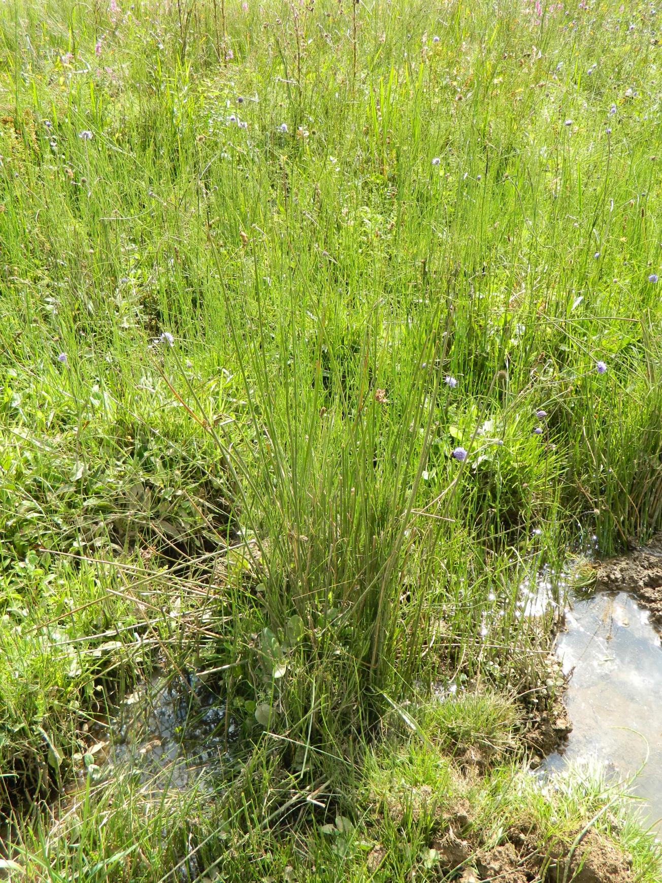 Figure 2 - Gros plan sur les plantes aquaphiles de la Source de Counsé (Gutierrez T., 2013)