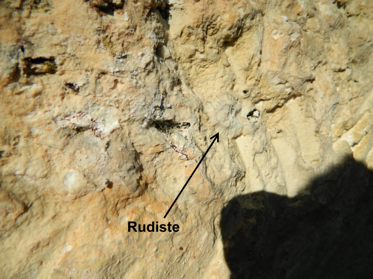 Figure 2 - Rudiste dans le Turonien moyen