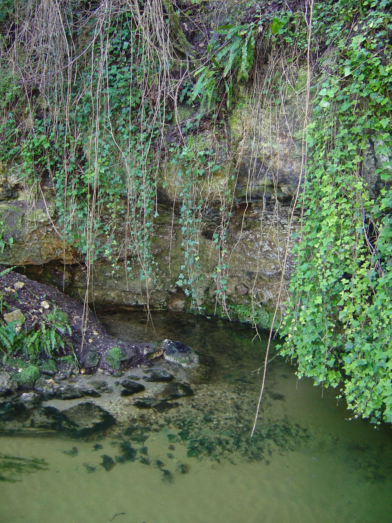Figure 4 - Petite falaise de calcaire dans le Calcaire de Nérac oligocène avec une des résurgences du site de Neuffonds (La Forge - Platel JP., 2014)