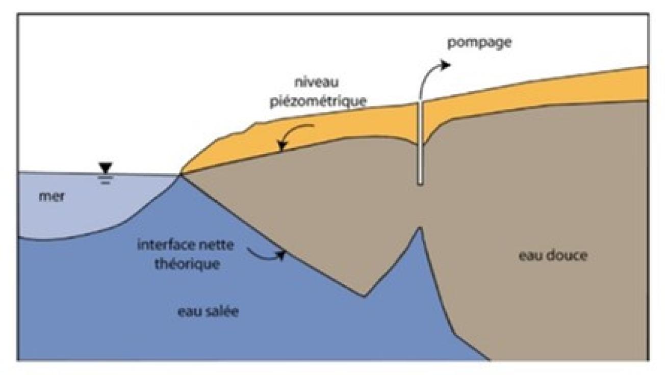 Influence d’un pompage sur le biseau salé (Frissant et al., 2009)