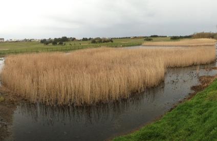 Dispositif d'infiltration dans l'aquifère dunaire - Agon-Coutainville (50)