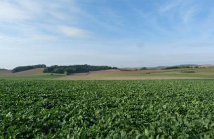 Photographie champs picards