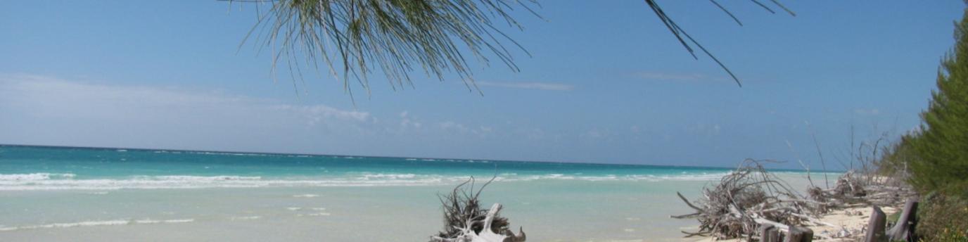Plage de Pelican Bay. Arbre déraciné