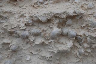 Affleurement de calcaire coquillier
