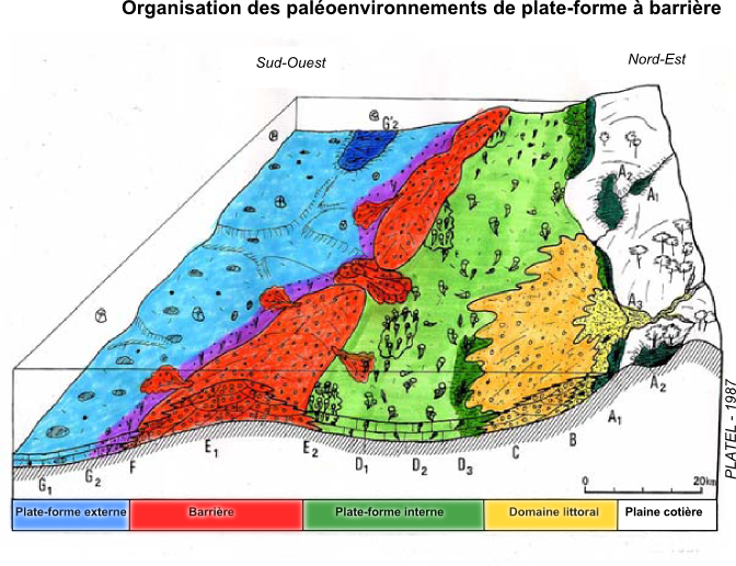 Organisation des paléoenvironnements de plate-forme à barrière