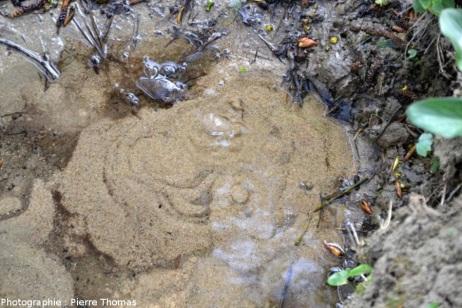 Source située à l’amont du bassin des Fontenils à Tavers (© THOMAS, 2012, ENS-LYON)