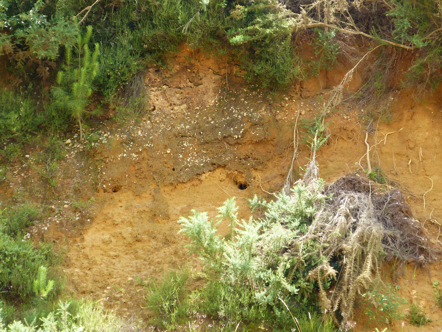 Figure 1 - Front de l'ancienne sablière du ruisseau de Libé (© Platel JP., 2015)