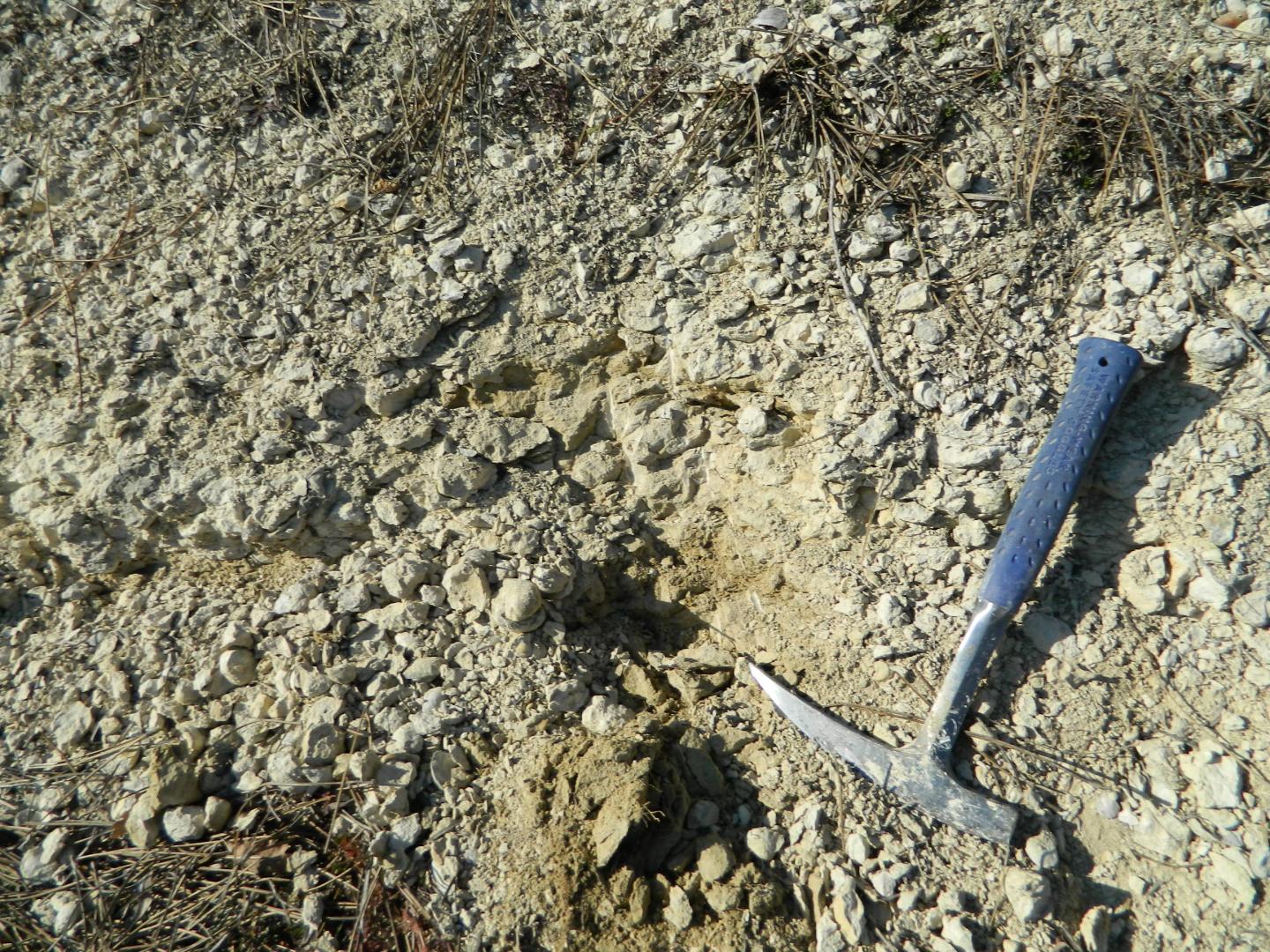 Figure 2 - Accumulation d'huîtres dans les marnes du Santonien