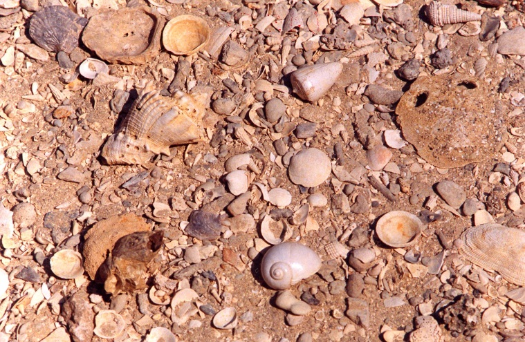 Figure 2 - Falun de L'Ariey (©Bourbon P., 2017)