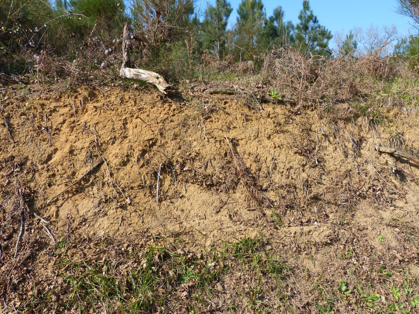 Figure 2 - Talus de sable jaune éolien du Sable des Landes (Platel JP., 2014)