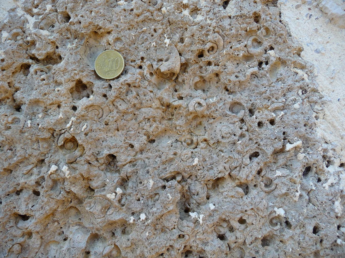 Figure 6 - Détail du faciès du Calcaire gris pétri de gastéropodes d'eau douce (Platel JP., 2014)