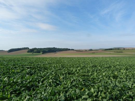 Photographie champs picards