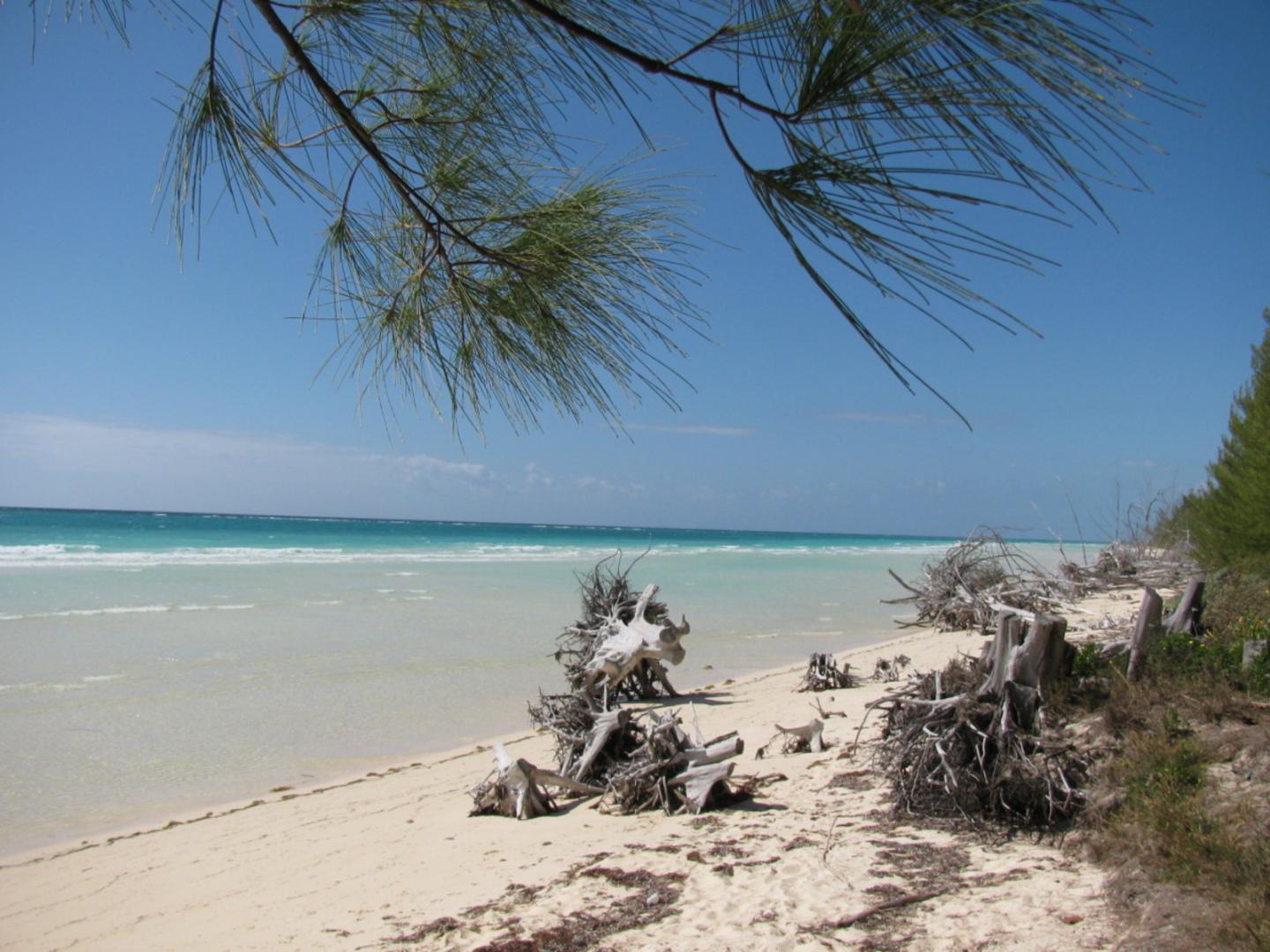 Plage de Pelican Bay. Arbre déraciné